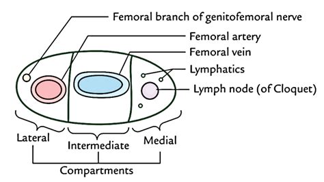 Femoral Ring Boundaries