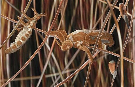 Human Body Lice Photograph by Martin Oeggerli/science Photo Library ...