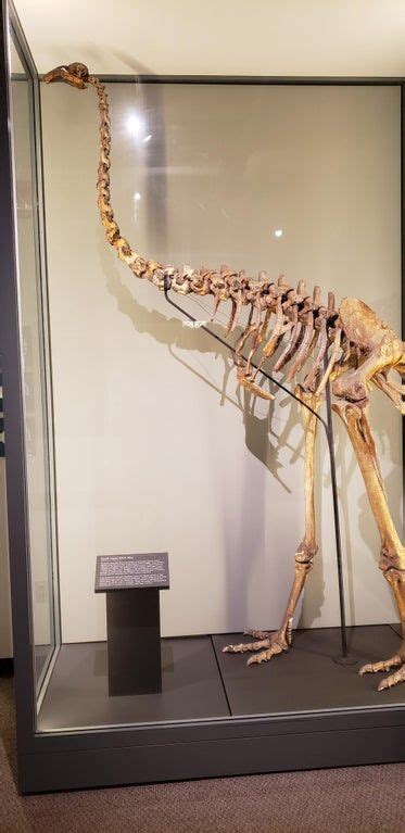 Skeleton of a Sourn Island Giant Moa (Dinornis robustus) at the Harvard Museum of Natural ...