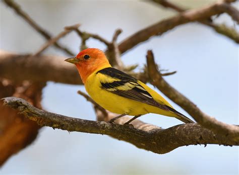 Western Tanager | Audubon Field Guide