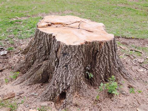 Can Old Tree Stumps Attract Termites?