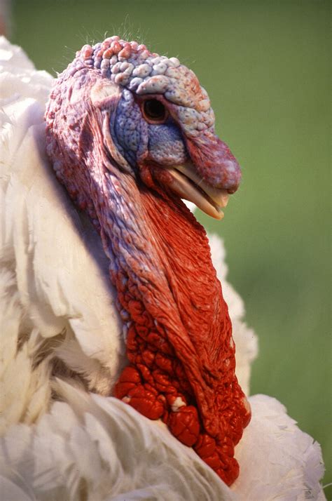 Turkeys | Free Stock Photo | Close-up of a large white male turkey ...