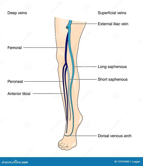 Superficial Veins Of Upper Limb Anatomy Illustrations