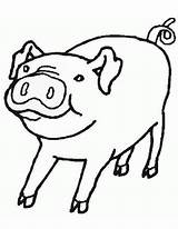 Shutterstock Pork And Beef Cuts Sketch Coloring Page sketch template