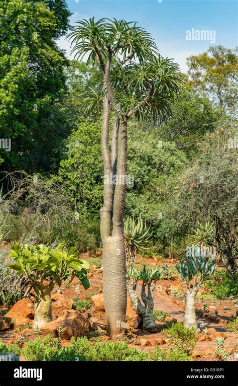 National Botanical garden in Pretoria, South Africa. It contains plants from all over Southern ...