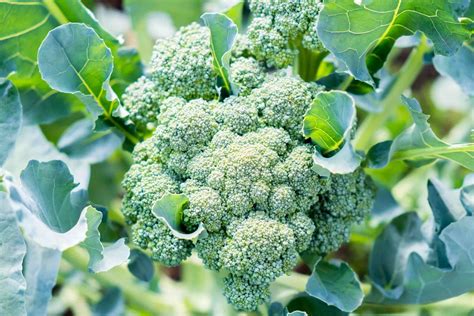 How To Harvest Broccoli Seeds | Chicago Land Gardening