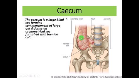 Cecum Location Diagram