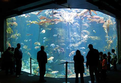 San Francisco Aquarium Looking for Volunteer Scuba Divers | ScubaBoard