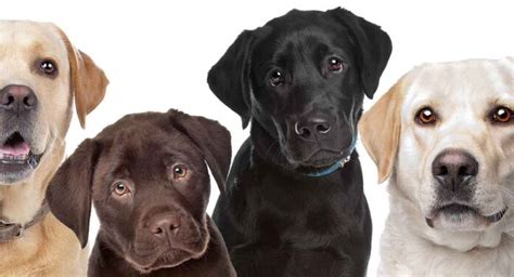 What The Labrador Breed Standard Is Really Telling You