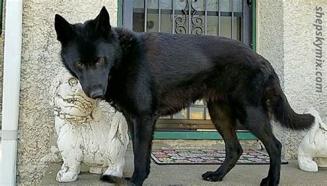 Black German Shepherd Husky Mix (Shepsky Lab Mixed Dog Breed)