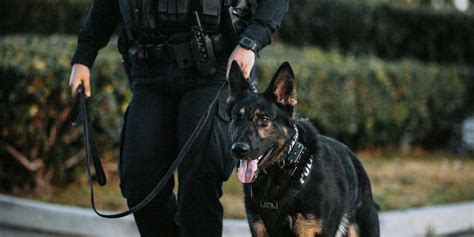 Are K9 Police Dogs Trained In German