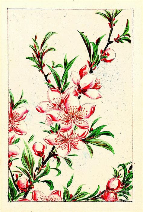 Free Peach Blossom Tattoo, Download Free Peach Blossom Tattoo png images, Free ClipArts on ...