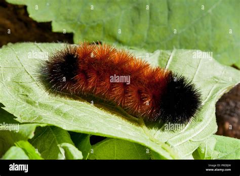 Woolly Bear caterpillar, Isabella Tiger Moth larva (Pyrrharctia isabella) - Virginia USA Stock ...