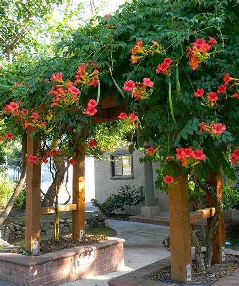 100 Seeds Campsis Grandiflor Chinese Trumpet Vine fast growing ...