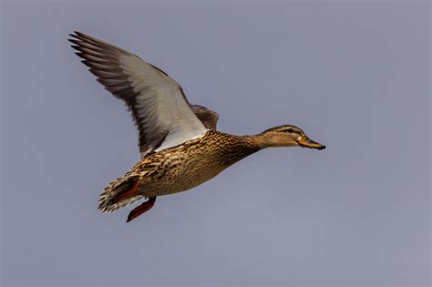 Female Mallard Duck Flying