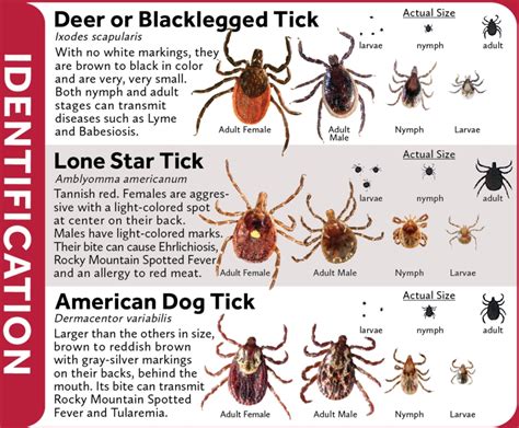 How Not to Mistake Lyme for Coronavirus - The Trek