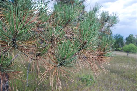 Dying Off-Color Pine Needles are Normal part of Autumn Season