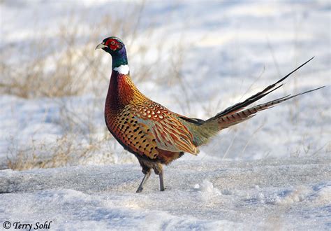 Ring-necked Pheasant - Phasianus colchicus