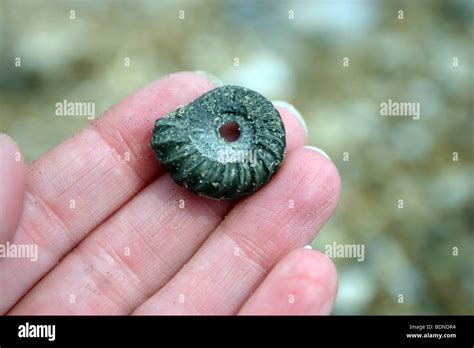 Ammonite Fossil, Charmouth Beach, Jurassic World Heritage Coast, Dorset Stock Photo - Alamy