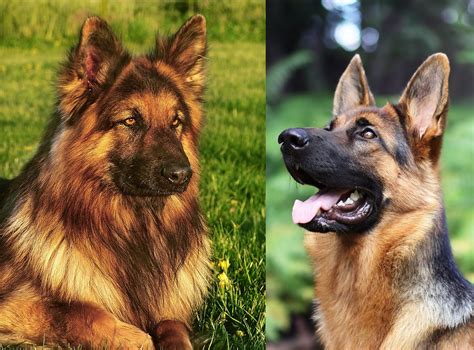 King Shepherd Vs German Shepherd – How To Spot The Difference?