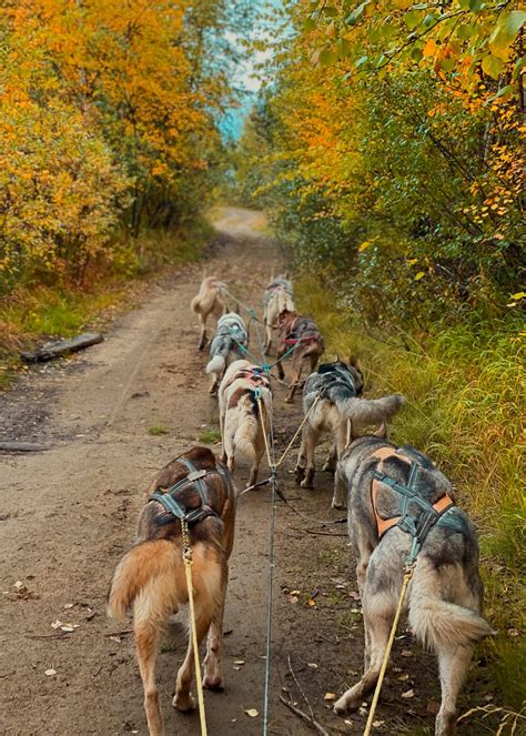 Private Husky Training – Happy Huskies