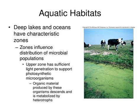 Microbial Ecology - PowerPoint Slides - LearnPick India