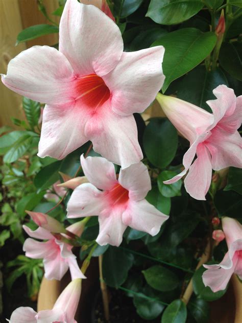 Dipladenia one of my favorite annuals to get lots of color, pair with vinca