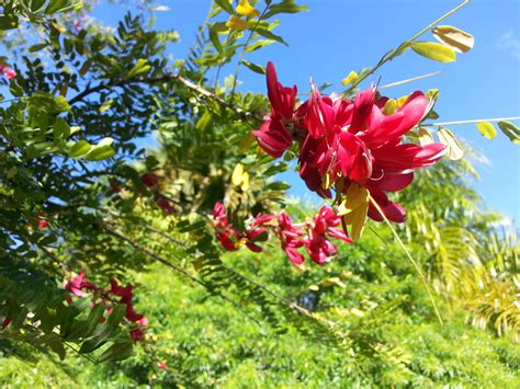 National Flower | a virtual Dominica