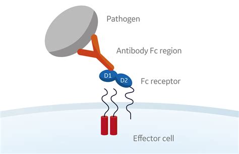 Fc receptor binding assays using surface plasmon resonance | Cytiva