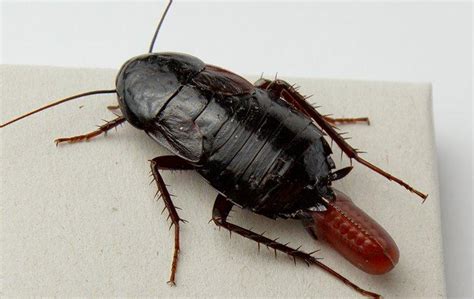 How Much Do You Really Know About Montgomery's Oriental Cockroaches?