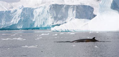 Learn to Grunt and Growl like an Antarctic Minke Whale | Hakai Magazine