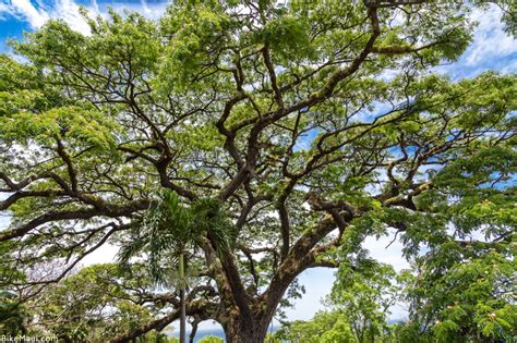 Plant of the Month: Monkeypod Trees