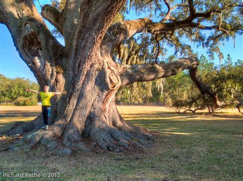 Largest Live Oak in Florida – Richard Rathe's Reflections