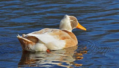 Best Domestic Duck Breeds to Keep as Family Pet