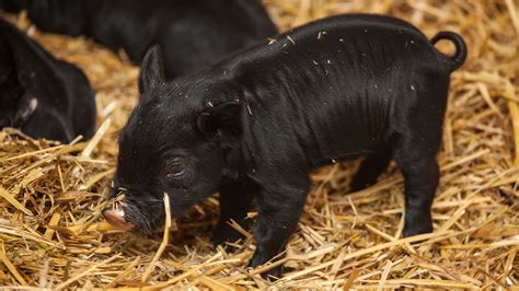 Piglets Born to American Guinea Hog at Lincoln Park Zoo | Chicago ...