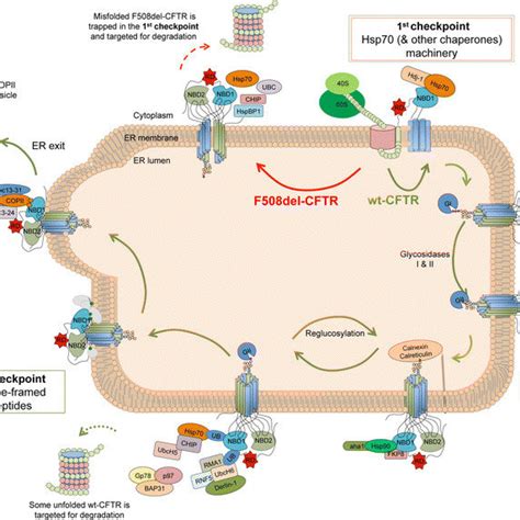 CFTR protein structure. a CFTR protein is composed of five domains—two ...