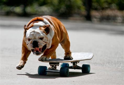 rip Tillman skateboarding dog