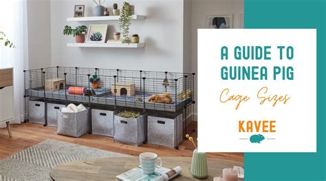 The Truth About Guinea Pig Cage Sizes | Kavee