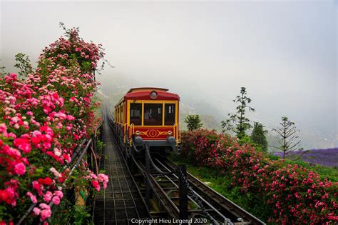 Kỷ lục thung lũng hoa hồng lớn nhất Việt Nam tại Sapa có gì đặc biệt?