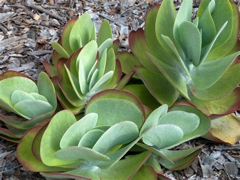 Growing Kalanchoe Succulent Plants: Learn How To Take Care Of A Kalanchoe