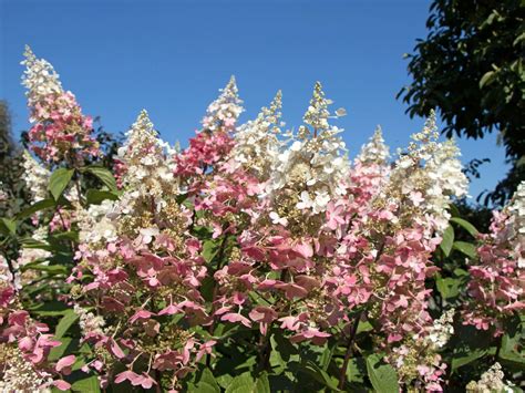 Rispenhortensie 'Pinky Winky' ® - Hydrangea paniculata 'Pinky Winky'