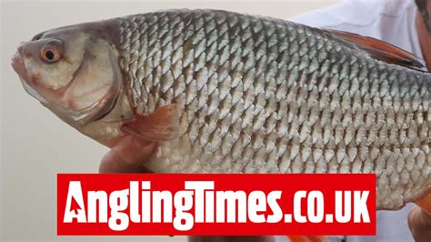 ‘Unbelievable’ roach banked on misty morning fishing trip | Angling Times