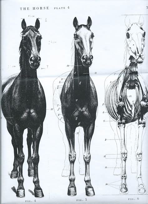 Horse Anatomy Front View