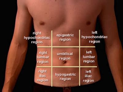 Medical Education: Abdominal surface anatomy