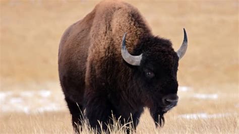 'Bison Traffic Jam' at Yellowstone National Park Captured in ...