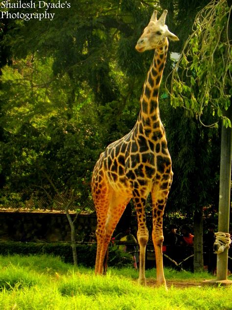 Mysore Zoo Animals..!!