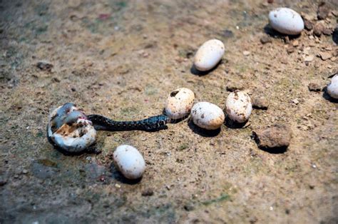 Closeup of Poisonous Black Snake Breeding from the Snake Egg. Snake Eggs Laid on the Ground ...