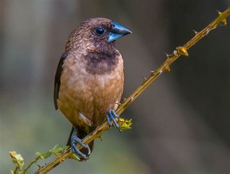 Gambar Burung Pipit, Bandol, Gereja, Emprit Beserta Pejelasannya