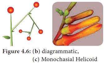 Cymose inflorescence - Types of Inflorescence