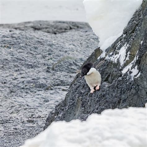 Penguin Walk on the Islands Stock Photo - Image of outdoors, white: 83050188